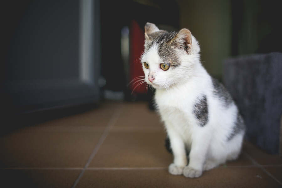 Gratisprobe Katzenfutter - Verwöhne deine Katze kostenlos!